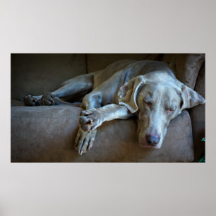 Sömniga Weimaraner Poster