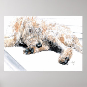 Sömnigt Labradoodle tryck