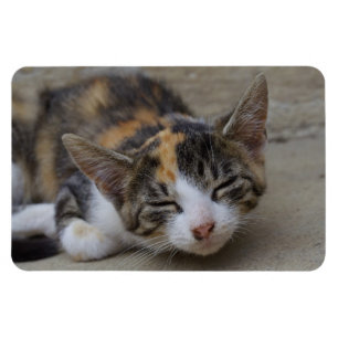 Sömnklig Calico Kitten Magnet
