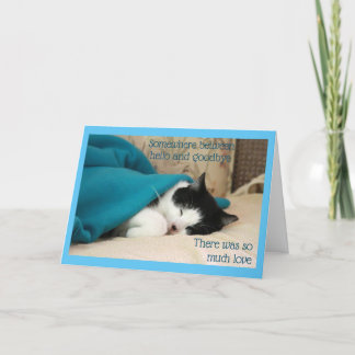 Sömnsvart och vit katt kort