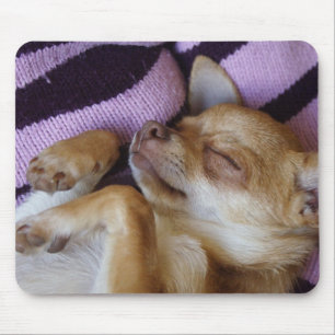 Sömpande Chihuahua Musmatta