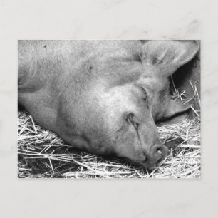 Sömpande Gris Black and White Photo Postcard Vykort
