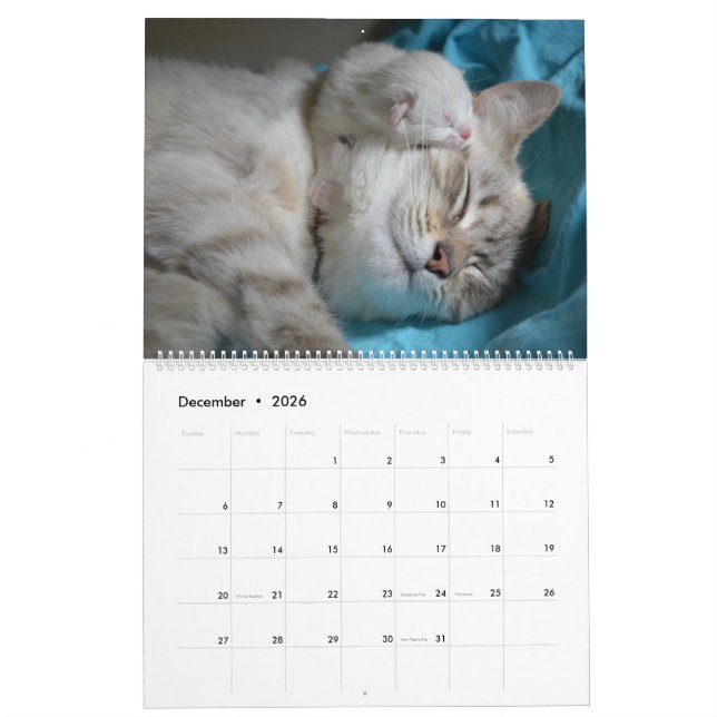 Sömpkattar & kittens Cute Kattunge 2020 Kalender (Dec 2026)