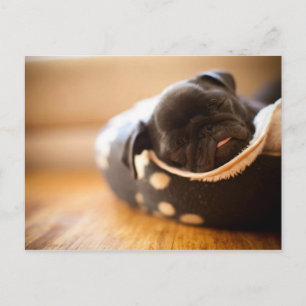 Sömpsvart kinesisk pug Puppy Hund Vykort
