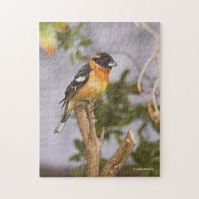 Songbird i Gren, svart-märkt Grosbeak Pussel (Vertikal)