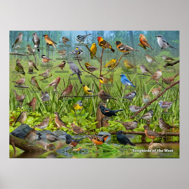 Songfåglar i Västern Poster (Framsidan)