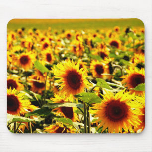 Sonnenblume Musmatta