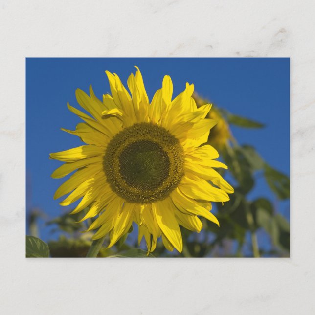 Sonnenblume Postkarte Vykort (Framsida)