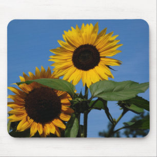 Sonnenblumen Musmatta