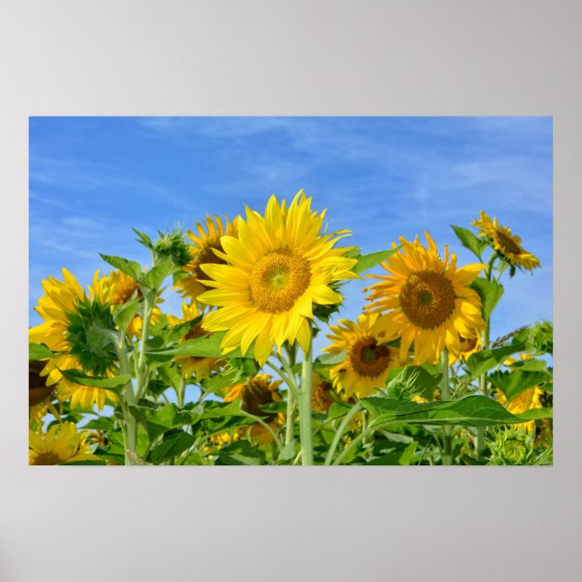 Sonnenblumen Poster (Framsidan)