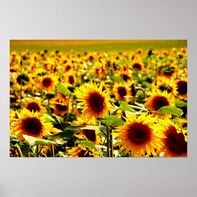 Sonnenblumenfeld Poster (Framsidan)
