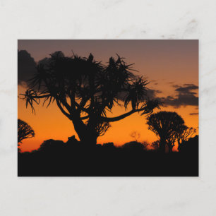 Sonnenuntergang in Namibia Vykort
