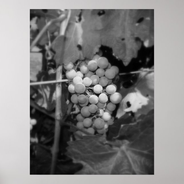 Sonoma druvor poster (Framsidan)