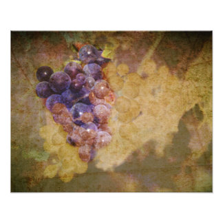 Sonoma Grapes on Vine Fototryck