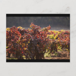 Sonoma Valley - Zinfandel Vykort