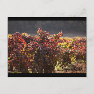 Sonoma Valley - Zinfandel Vykort