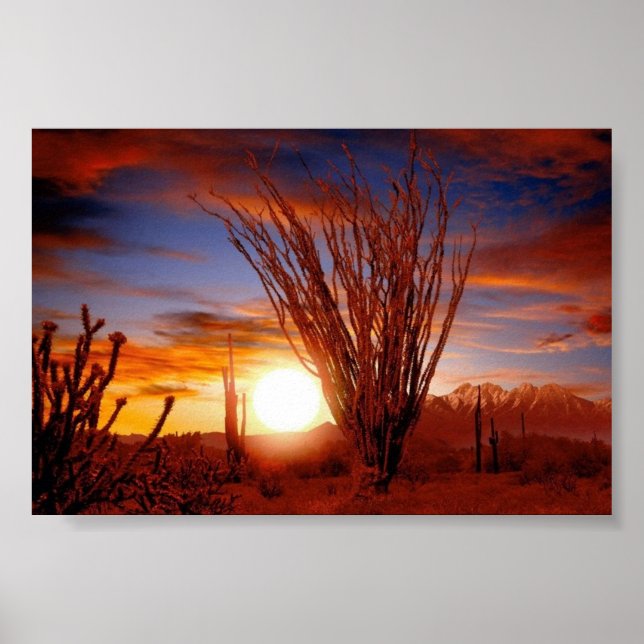 Sonora Desert, Arizona Poster (Framsidan)