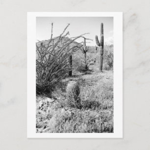 Sonoran Cacti Desert Garden B&W-fotovykort Vykort