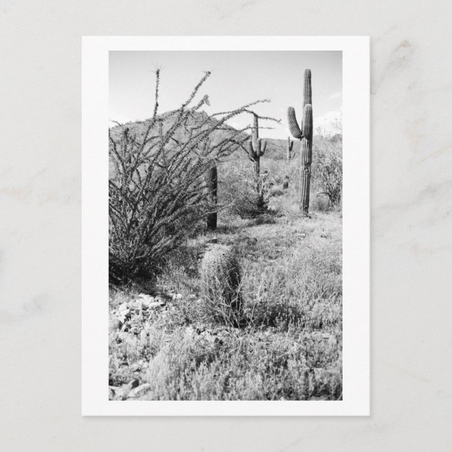 Sonoran Cacti Desert Garden B&W-fotovykort Vykort (Framsida)