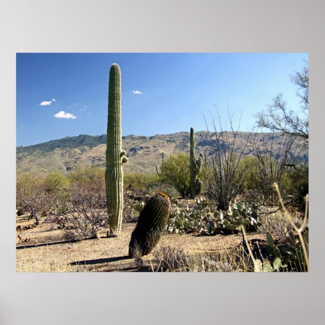 Sonoran Desert 03 poster (Framsidan)