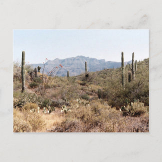 Sonoran Desert Arizona Vykort