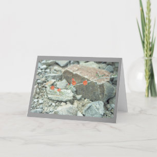 Sonoran Desert Blommars Greeting Card eller Note C Kort