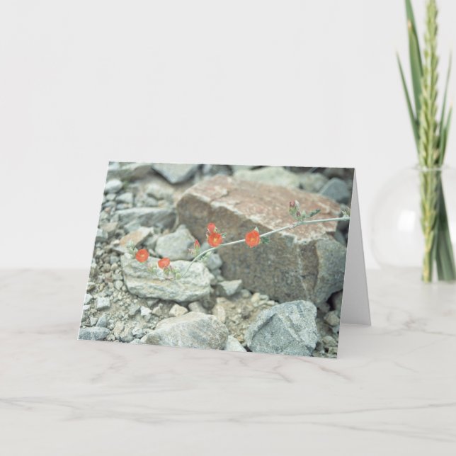 Sonoran Desert Blommars Greeting Card eller Note C Kort (Framsida)