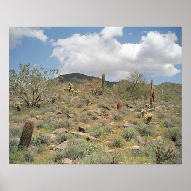 Sonoran Desert Pastoral Art Print Photo Poster (Framsidan)
