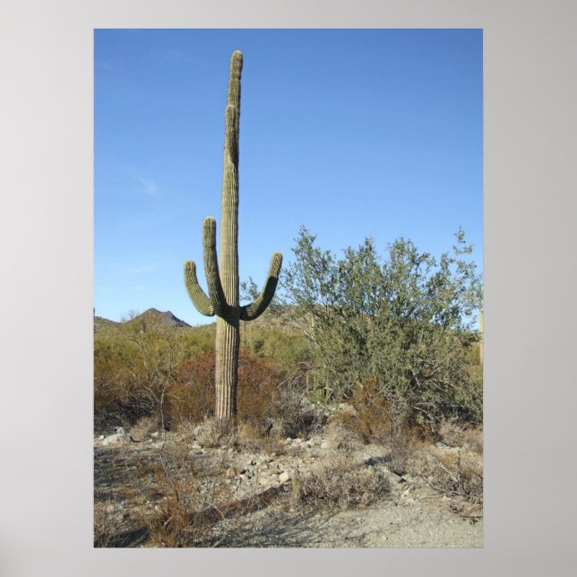 Sonoran Desert Scene 07 poster (Framsidan)