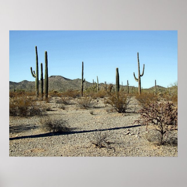 Sonoran Desert Scene 16 Poster (Framsidan)