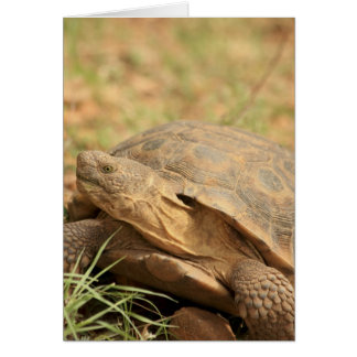 Sonoran Desert Tortoise Hälsningskort