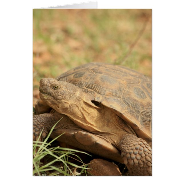 Sonoran Desert Tortoise Hälsningskort (Framsidan)