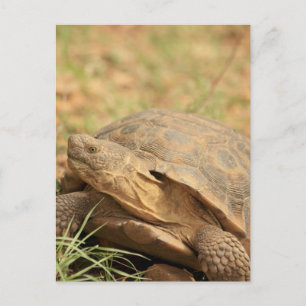 Sonoran Desert Tortoise Vykort