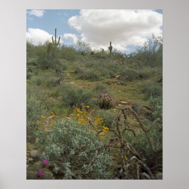 Sonoran Desert Vår Symphony Poster konstnärliga ut (Framsidan)