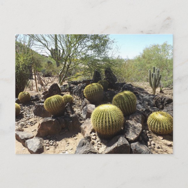 Sonoran Desert vykort (Framsida)