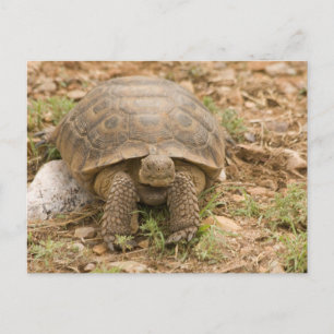 Sonoran Deset Tortoise Vykort