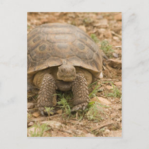 Sonoran Deset Tortoise Vykort