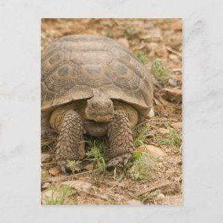 Sonoran Deset Tortoise Vykort