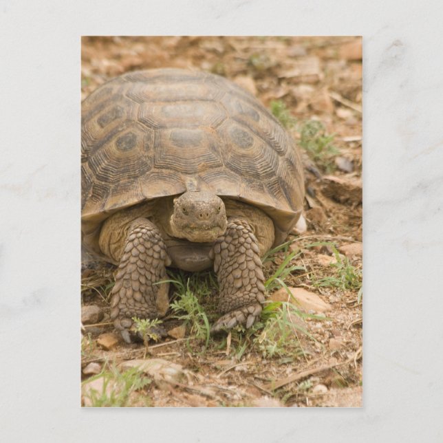 Sonoran Deset Tortoise Vykort (Framsida)