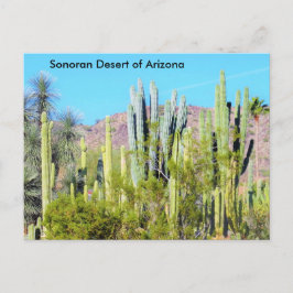 Sonoraöknen i Arizona Vykort