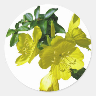 Sönrop Primrose Sticker Matches - tackkort Runt Klistermärke