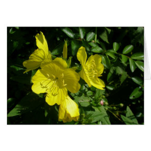 Sönrops Primrose-koordinationsobjekt Hälsningskort
