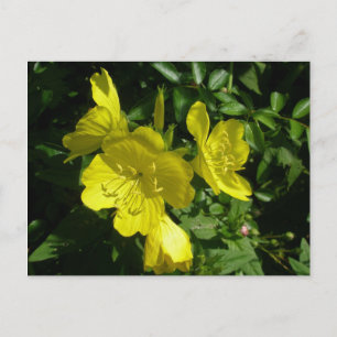 Sönrops Primrose-koordinationsobjekt Vykort