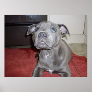 Sooky Ansikte Stafford Bull Terrier Puppy Poster