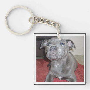 Sooky Blue Stviddshire Bull Terrier Puppy