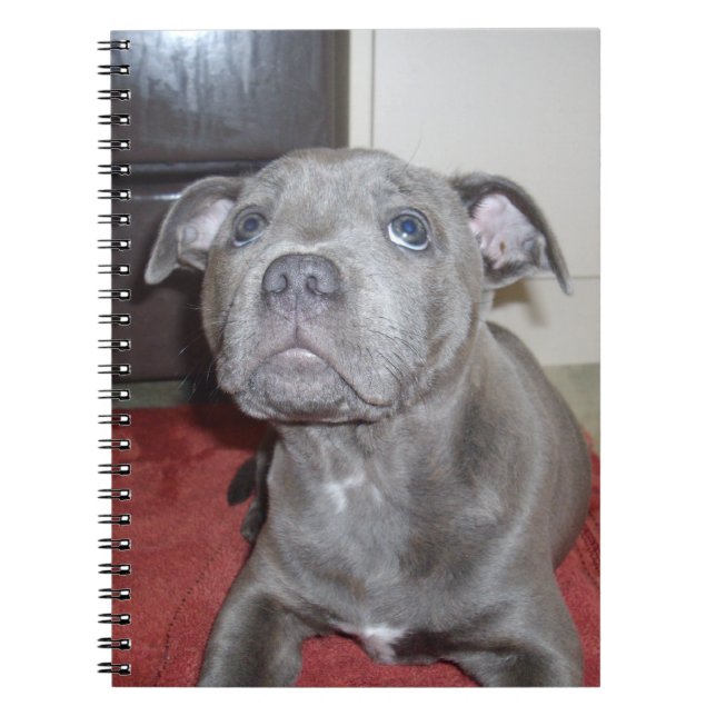 Sooky Blue Stviddshire Bull Terrier Puppy Anteckningsbok (Framsidan)