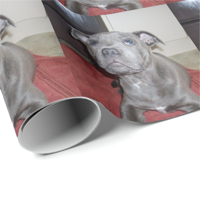 Sooky Blue Stviddshire Bull Terrier Puppy Presentpapper (Rullad Hörn)