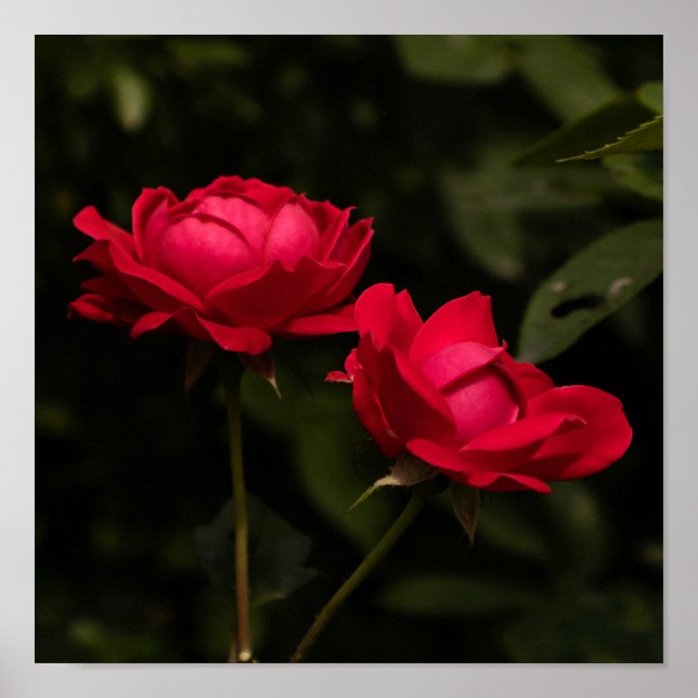 Soothing Reds Poster (Framsidan)