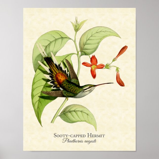 Sooty Ccap Hermit Hummingbird Art Skriv ut Poster (Framsidan)