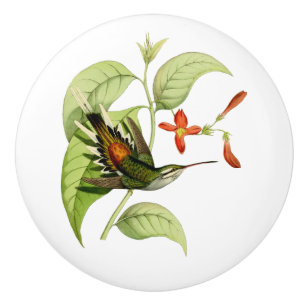 Sooty Ccap Hermit Hummingbird Knopp